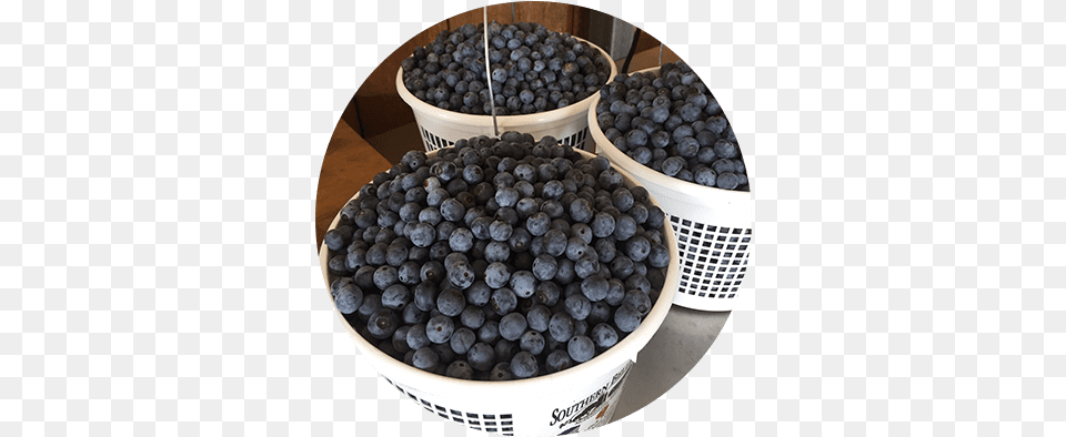 Summer Maqui, Berry, Blueberry, Food, Fruit Png