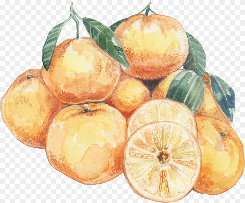 Summer Oranges Orange, Citrus Fruit, Food, Fruit, Grapefruit Png