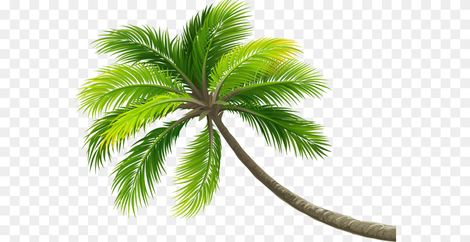 Summer Palm Palmera Ftestickers Ftstickers Stickers Beach Coconut Tree, Leaf, Palm Tree, Plant Png Image