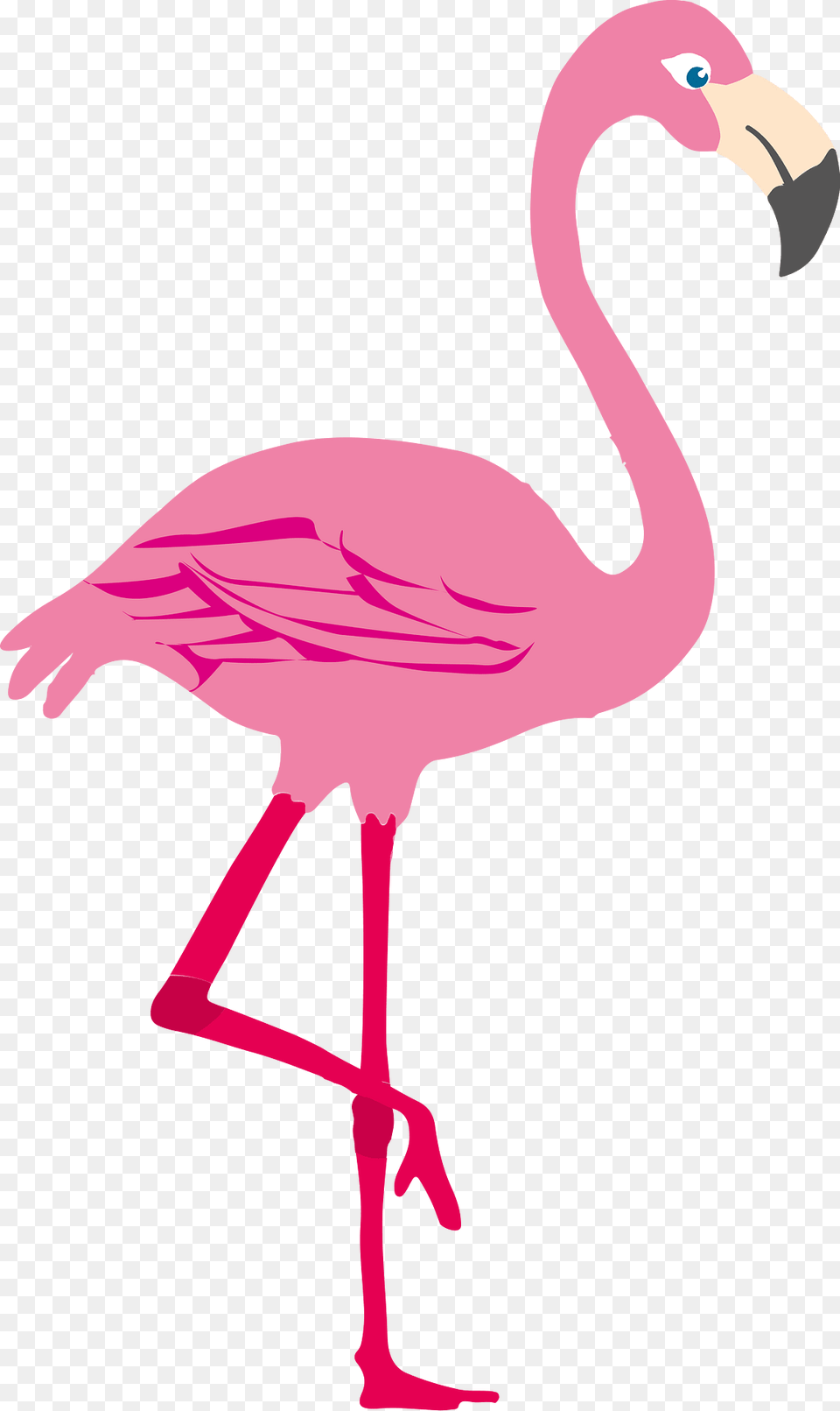 Summer Party Clipart, Animal, Beak, Bird, Flamingo Png Image