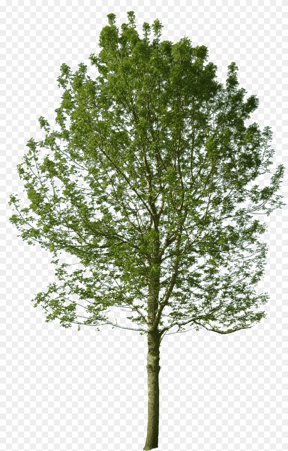 Summer Pond V53 Picture Cut Out Tree Photoshop, Oak, Plant, Sycamore, Tree Trunk Free Transparent Png