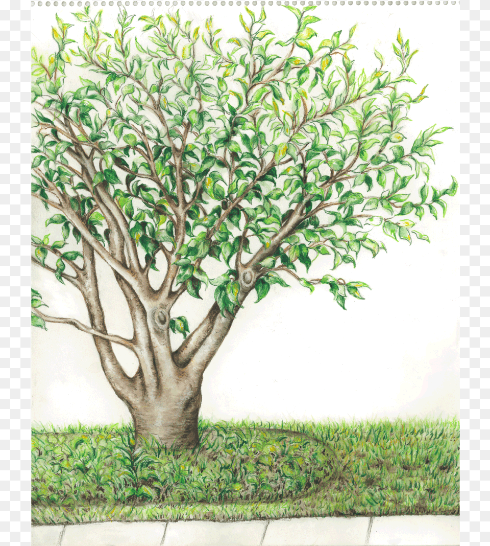 Summer Tree Watercolor, Art, Plant, Painting, Drawing Png Image