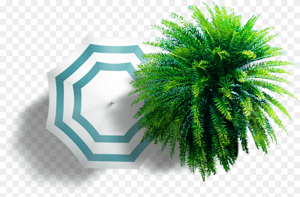 Summer Umbrella Colorful Trees Plan View Clipart Ombrellone Pianta, Leaf, Plant, Green, Fern Free Png Download