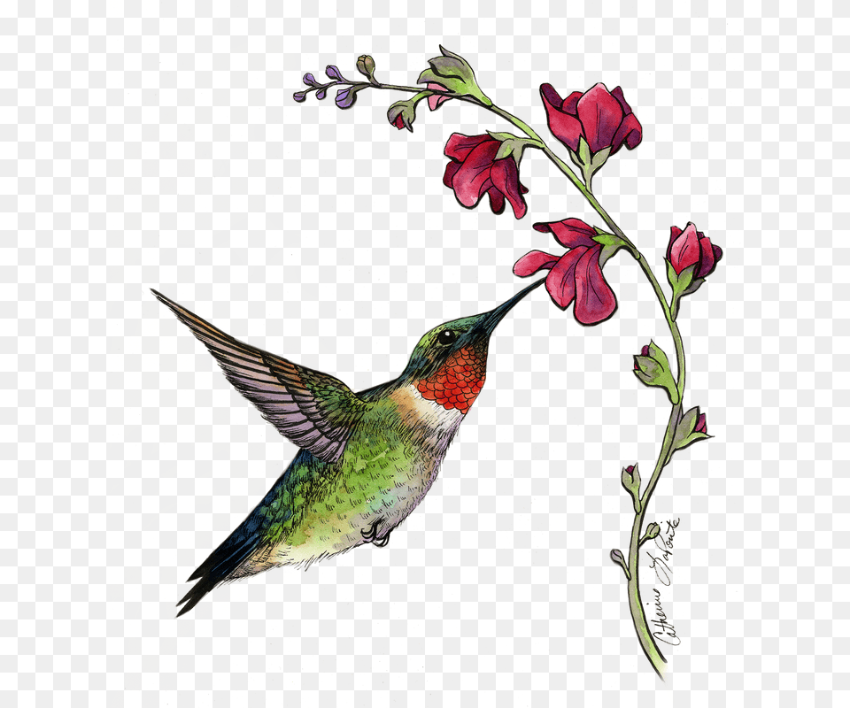 Summertime Hummingbird Ink And Watercolor Watercolor Painting, Animal, Bird, Flower, Plant Png