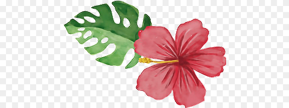 Summertime Summerfun Tropical Flower Flamingo Tropical Watercolor, Hibiscus, Plant, Petal, Anther Free Png