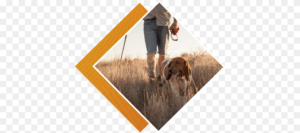 Summit Health Leash, Shorts, Pet, Mammal, Hound Free Png Download