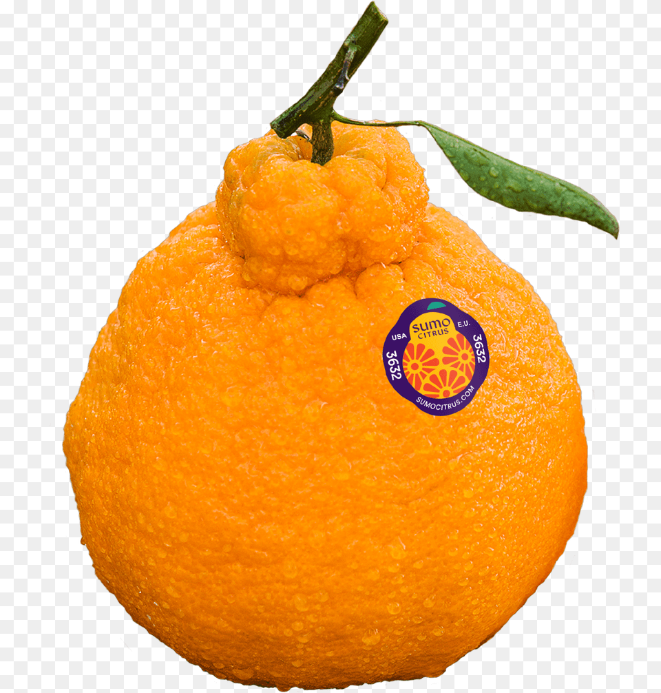 Sumo Mandarin Oranges Hd Clementine, Citrus Fruit, Food, Fruit, Grapefruit Free Png Download