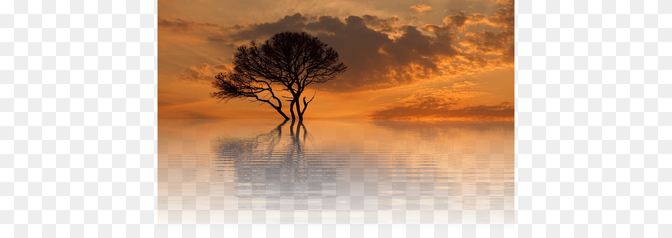 Sun Nature, Outdoors, Plant, Tree Free Transparent Png