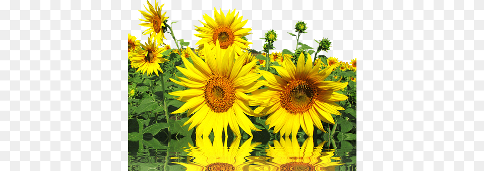 Sun Flower, Plant, Sunflower Png Image