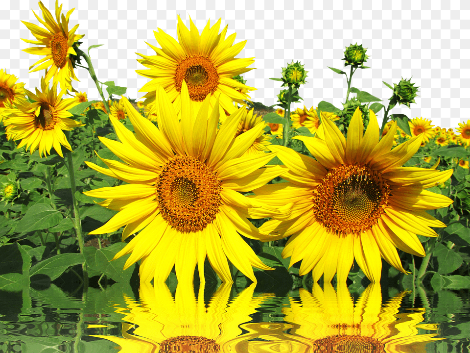Sun Flower, Plant, Sunflower Free Png Download
