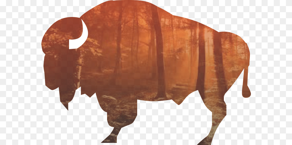 Sun, Animal, Bison, Buffalo, Mammal Free Png Download