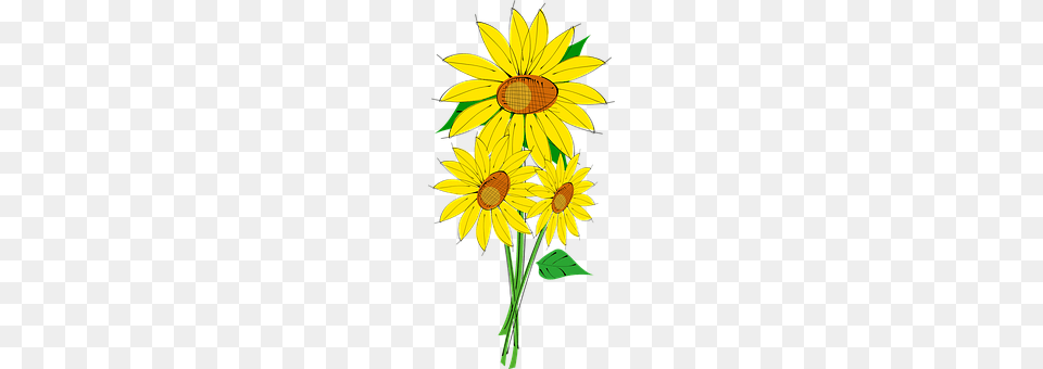 Sun Daisy, Flower, Plant, Sunflower Free Png