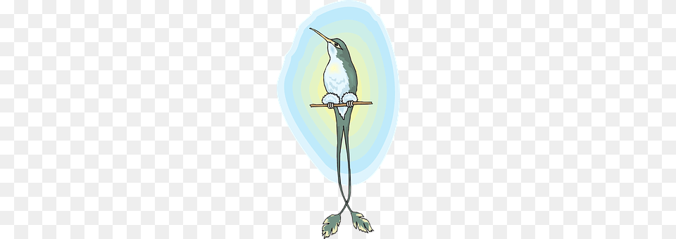 Sun Animal, Beak, Bird, Hummingbird Png Image