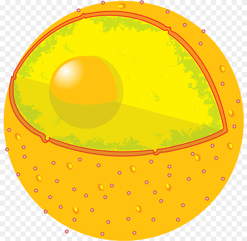 Sun, Sphere, Food, Fruit, Plant Png Image