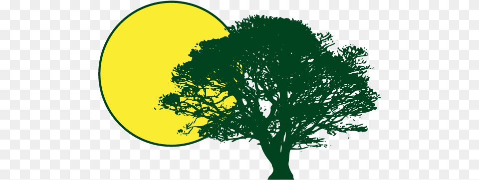 Sun And Shade Gadmin Tree Silhouette, Potted Plant, Plant, Oak, Green Png