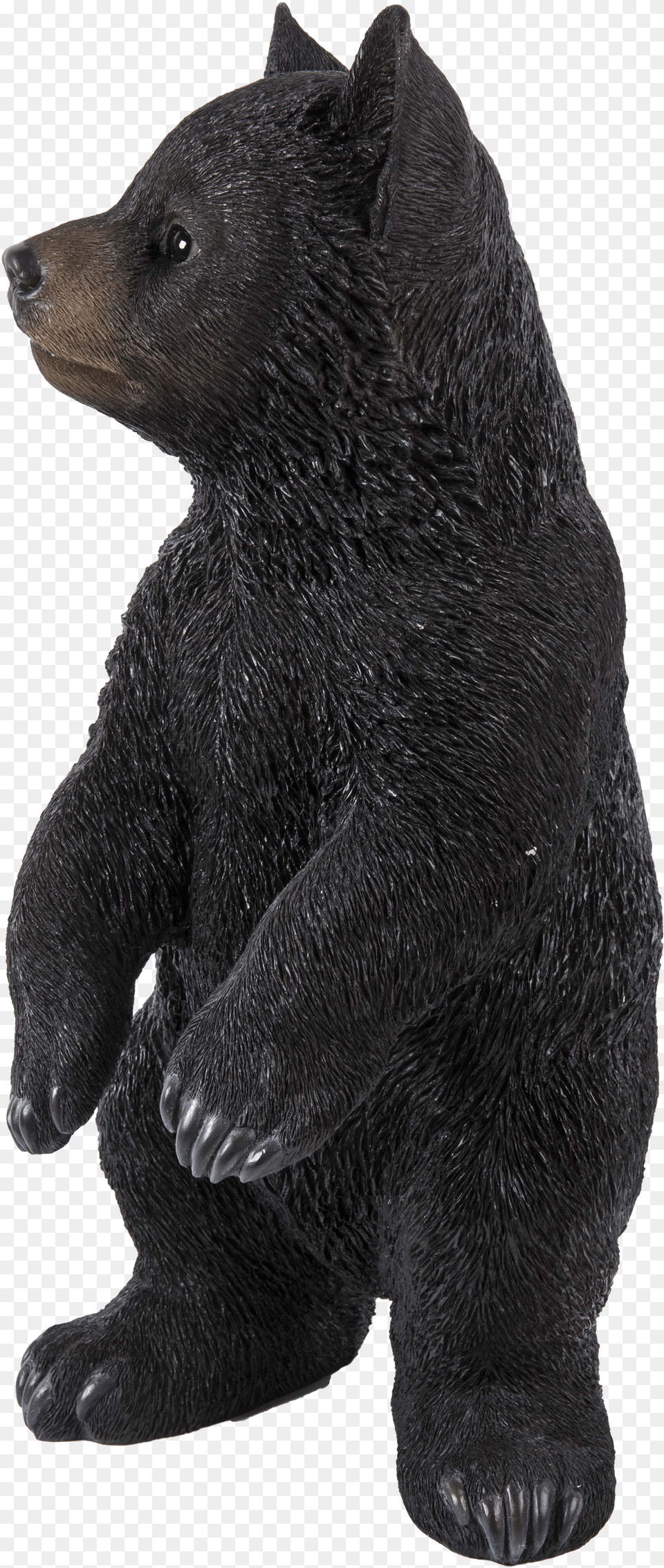 Sun Bear Free Png