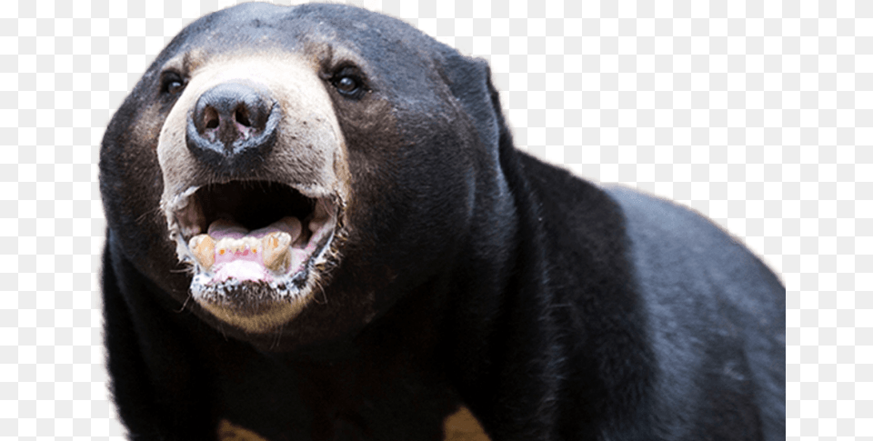 Sun Bear Foreground Sun Bear, Animal, Mammal, Wildlife, Black Bear Free Png Download