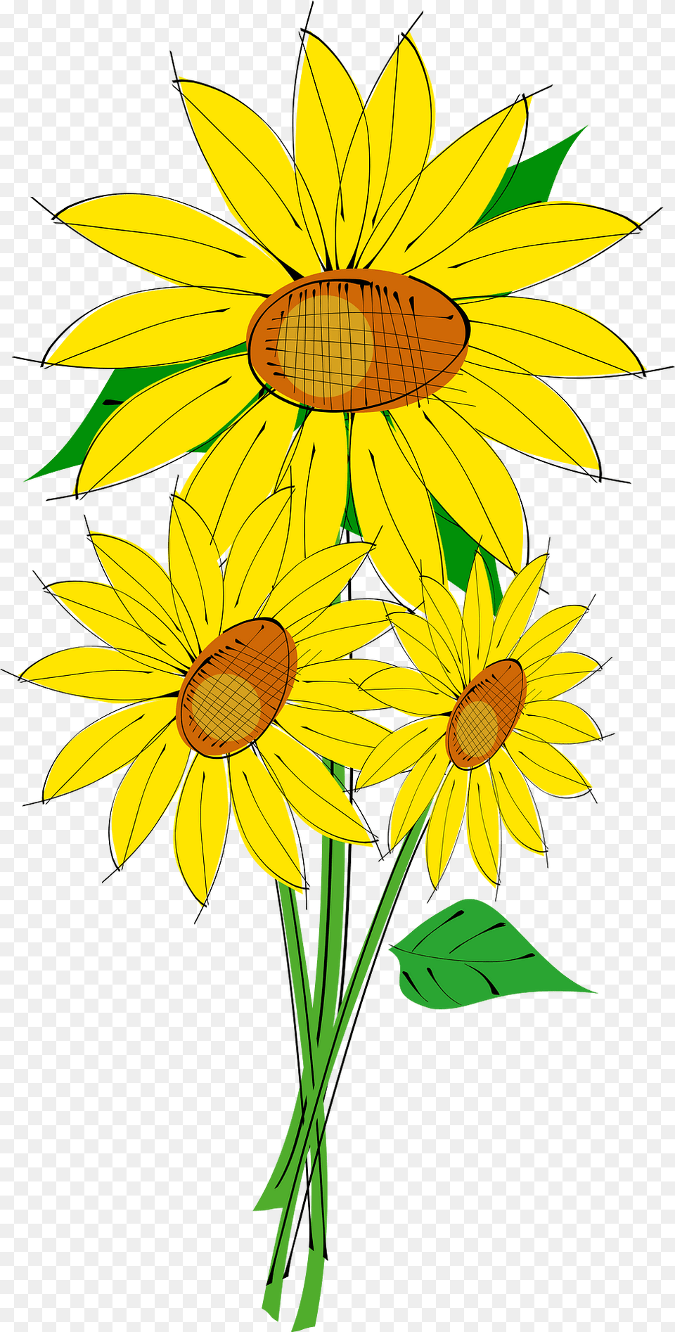Sun Clipart, Daisy, Flower, Plant, Sunflower Png