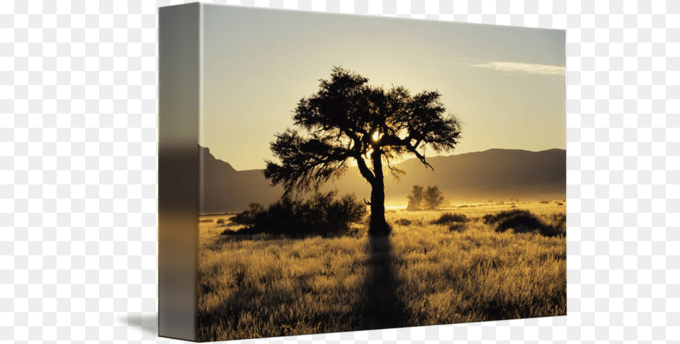 Sun Coming Up Behind A Tree In African Grasslands By Design Pics Tree With Sun Behind, Field, Savanna, Plant, Outdoors Png Image