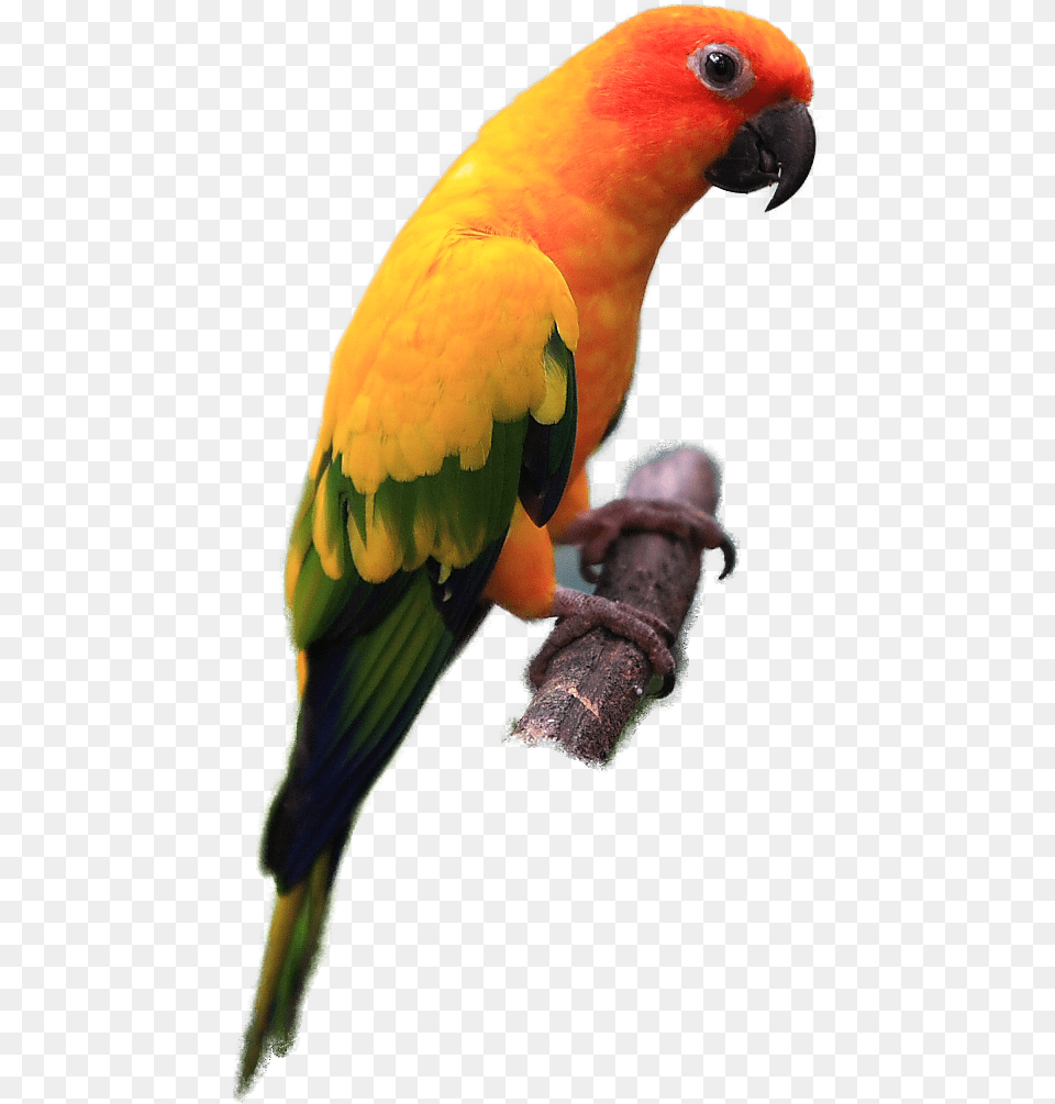 Sun Conure Bird, Animal, Parrot, Parakeet Png