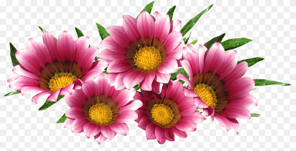 Sun Daisy Flower, Plant, Treasure Flower Free Transparent Png