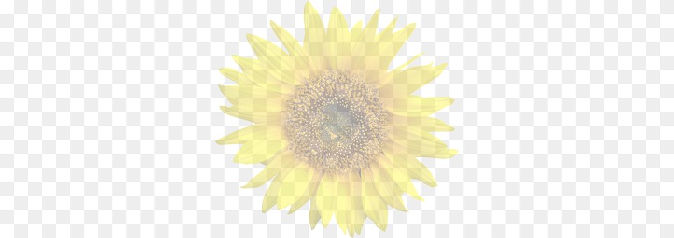 Sun Flower Plant, Sunflower, Daisy Png