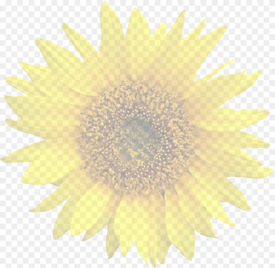 Sun Flower Plant, Sunflower Free Transparent Png