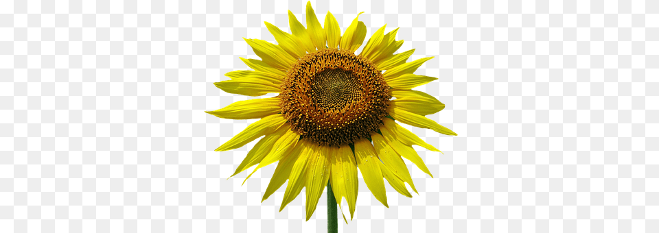 Sun Flower Plant, Sunflower Png