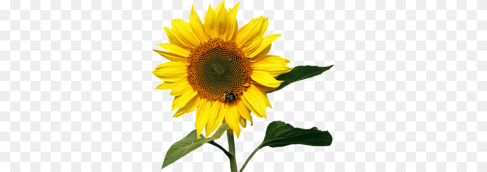 Sun Flower Plant, Sunflower, Animal, Bee Free Png