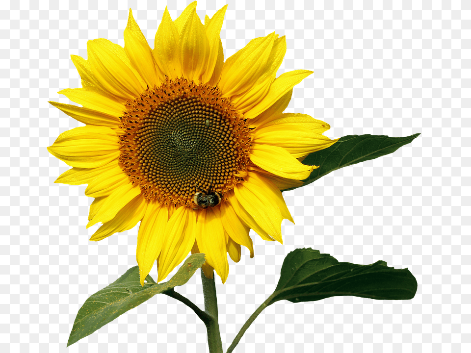Sun Flower Plant, Sunflower, Animal, Bee Free Transparent Png