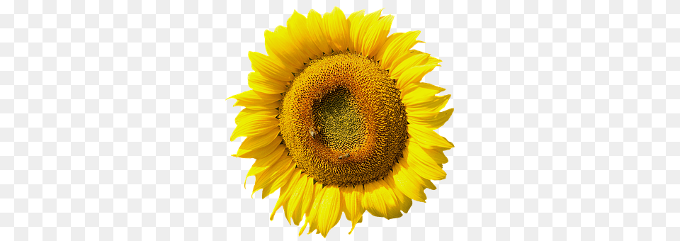 Sun Flower Plant, Sunflower Png Image