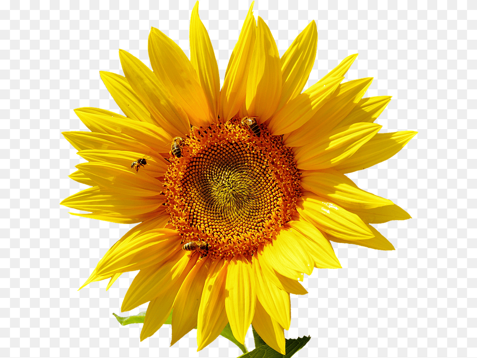 Sun Flower, Plant, Sunflower, Animal, Bee Free Png Download