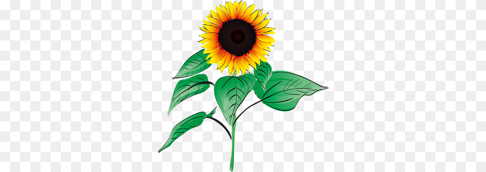 Sun Flower Plant, Sunflower Free Transparent Png