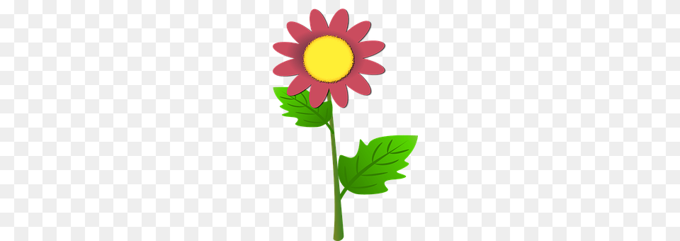 Sun Flower Daisy, Plant, Dahlia, Petal Free Transparent Png