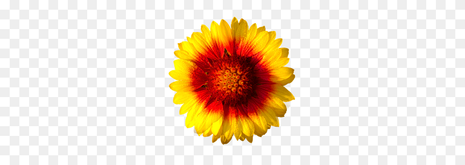 Sun Flower Daisy, Petal, Plant, Dahlia Png Image