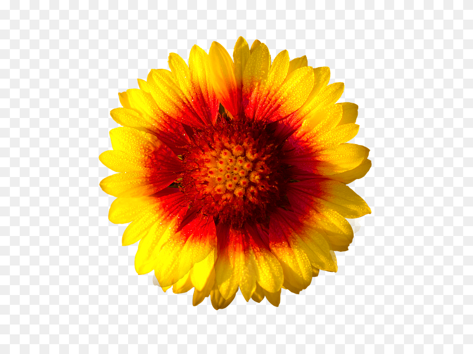 Sun Flower Daisy, Petal, Plant, Pollen Free Png