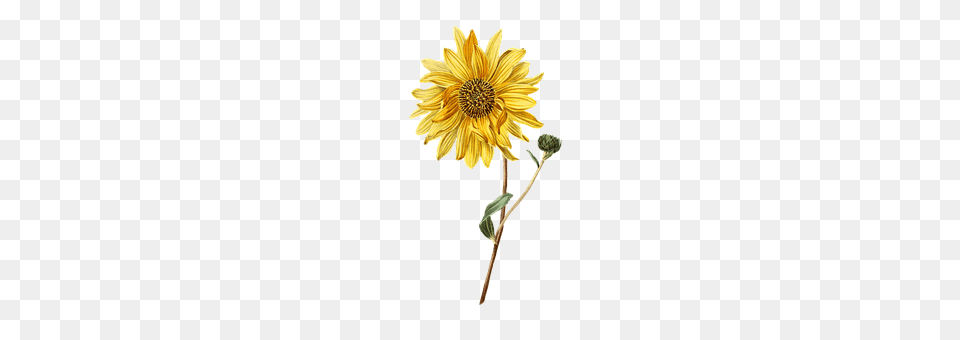 Sun Flower Daisy, Plant, Sunflower, Dahlia Free Png Download