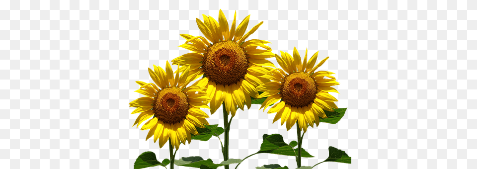 Sun Flower Plant, Sunflower Free Png Download