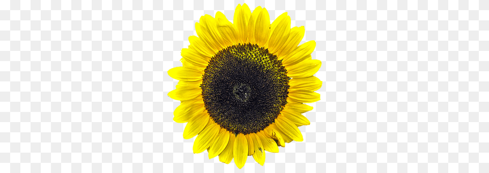 Sun Flower Plant, Sunflower, Daisy Free Png