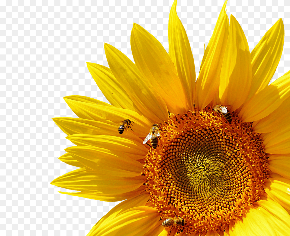 Sun Flower Plant, Sunflower, Animal, Bee Free Png Download