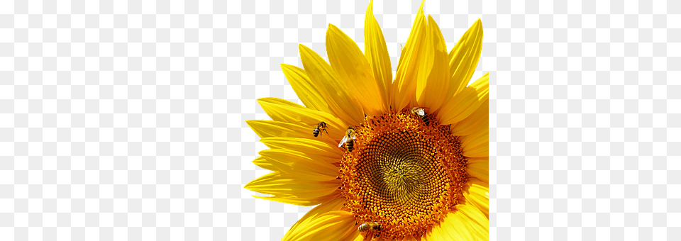 Sun Flower Plant, Sunflower, Animal, Bee Free Png Download