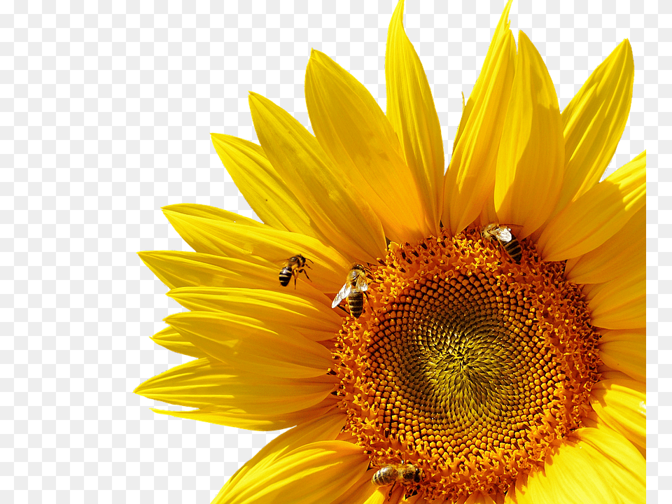 Sun Flower Plant, Sunflower, Animal, Bee Free Png Download