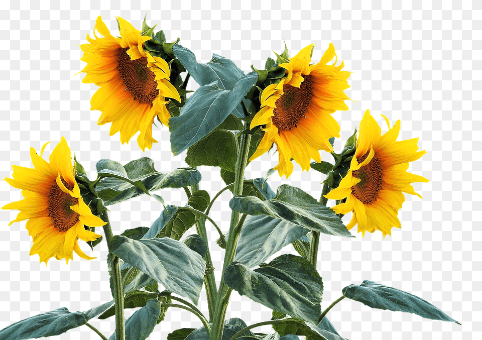 Sun Flower Plant, Sunflower Png