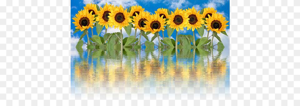 Sun Flower Plant, Sunflower Png