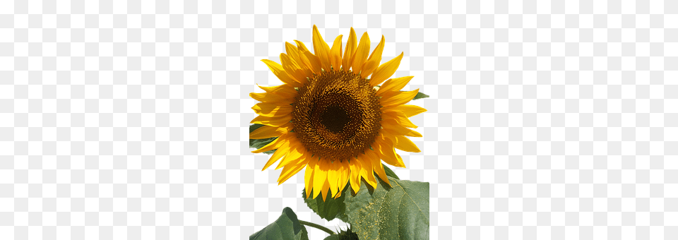 Sun Flower Plant, Sunflower Free Png