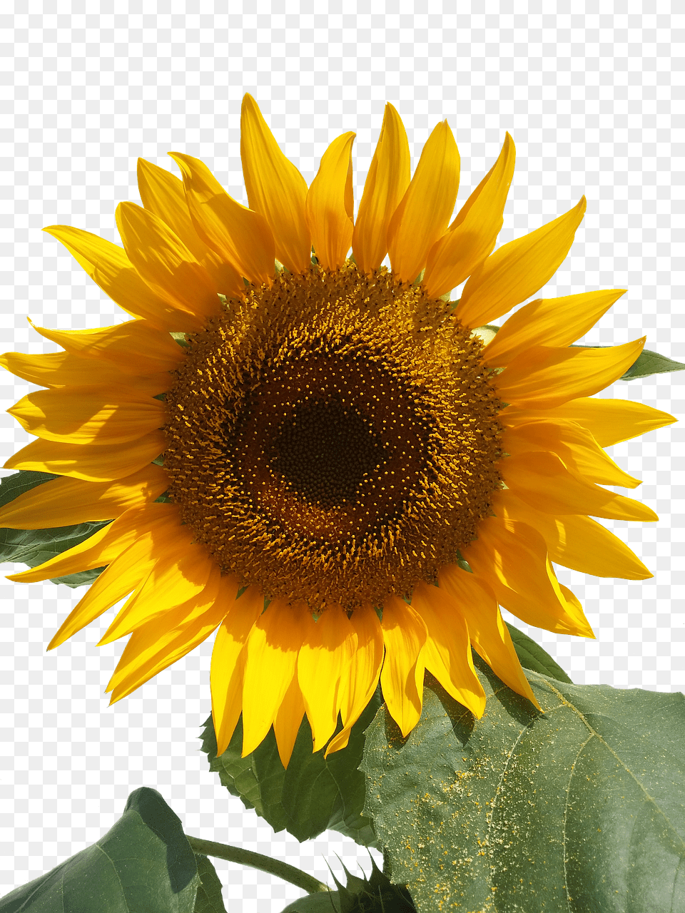 Sun Flower Plant, Sunflower Png Image