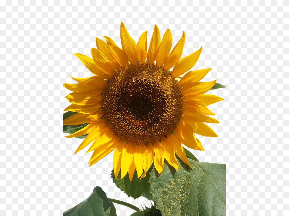 Sun Flower Plant, Sunflower Free Png Download