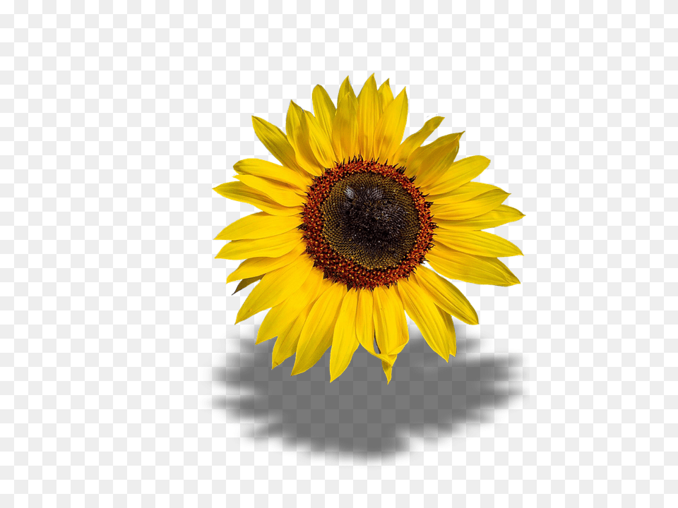 Sun Flower Plant, Sunflower, Daisy Png Image