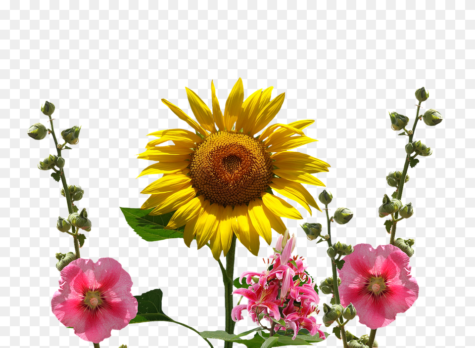 Sun Flower Flower Arrangement, Petal, Plant, Sunflower Png Image