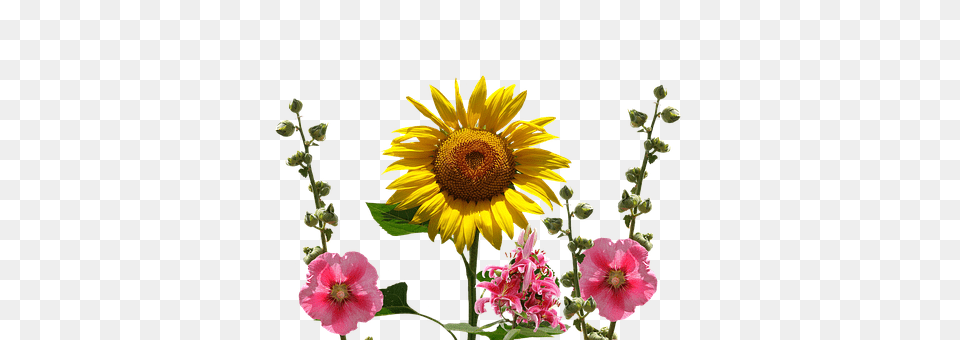 Sun Flower Plant, Flower Arrangement, Sunflower, Petal Png Image